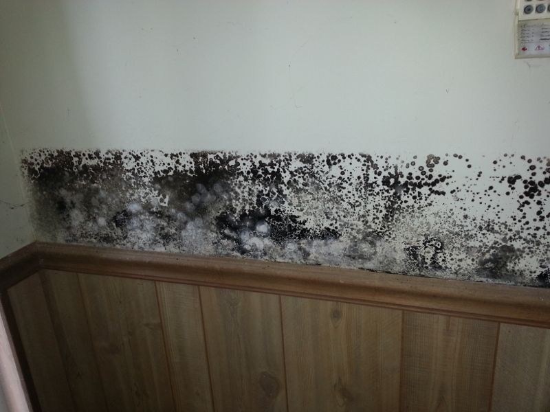Expert Tips for Black Mold Removal in Abingdon - Astrid Environmental ...